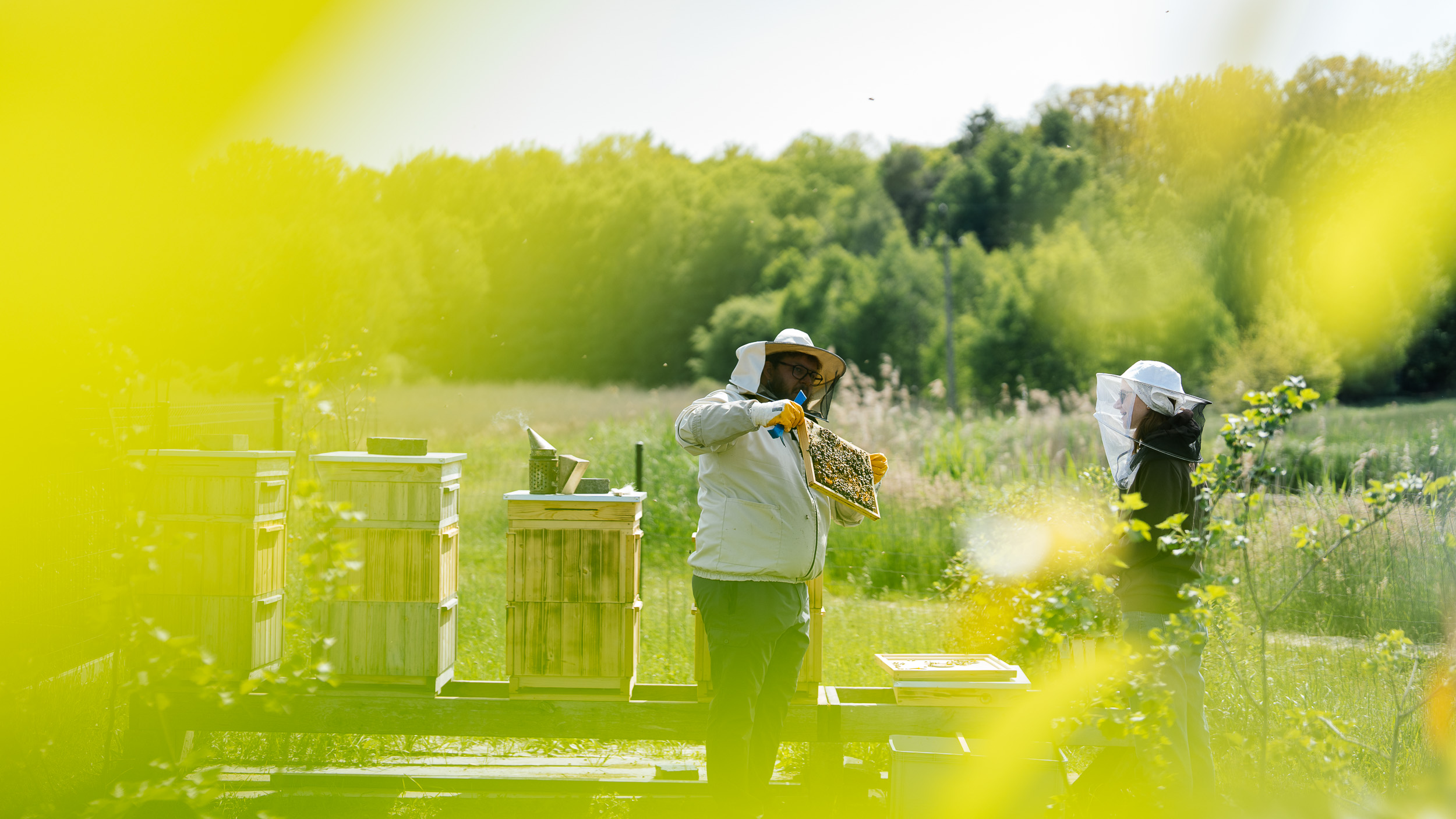 Honey Harvest in Palowice — Photo Reportage